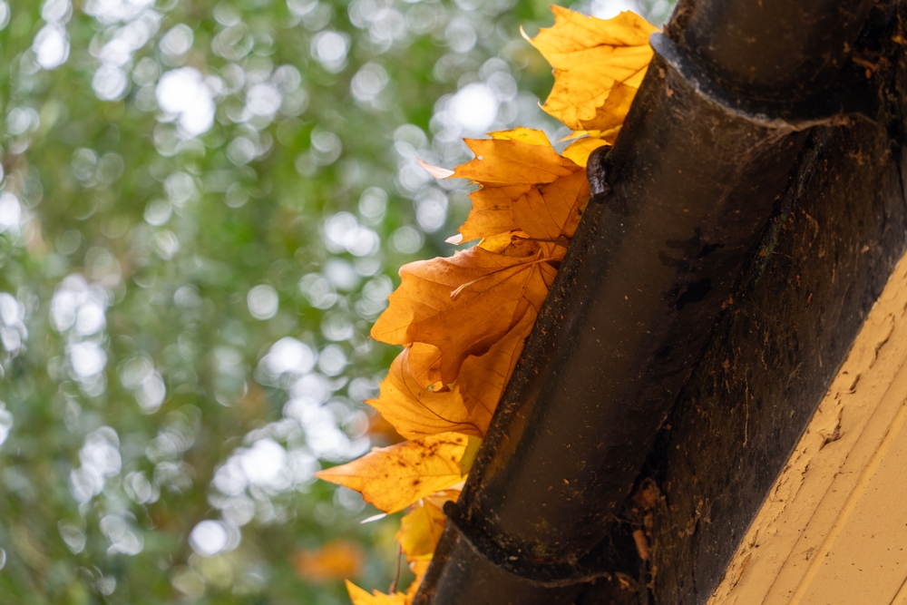 yellow leaves piled in a black rain gutter